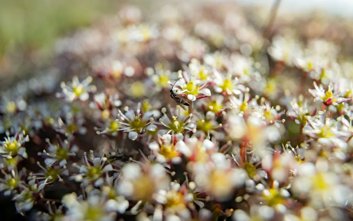  A small flying insect sits on one of many tiny white, yellow, and red flowers.