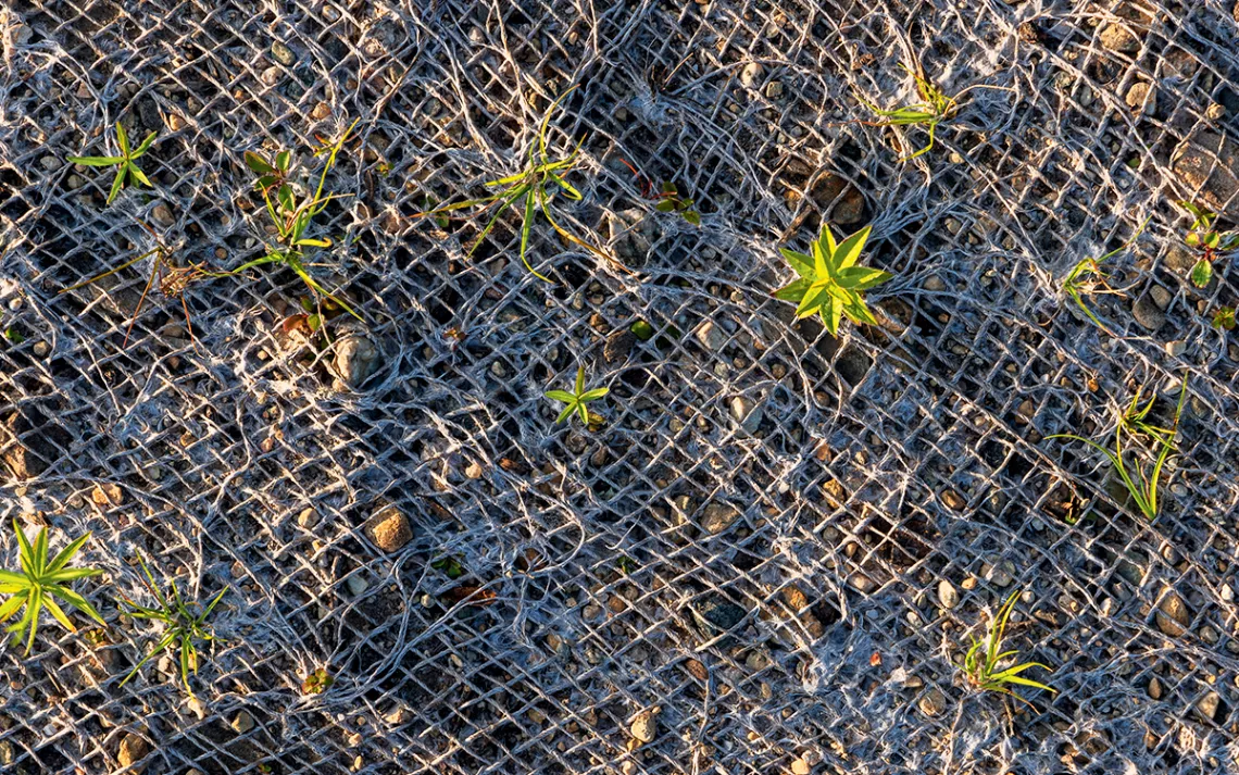 Close-up of plants poking through burlap string
