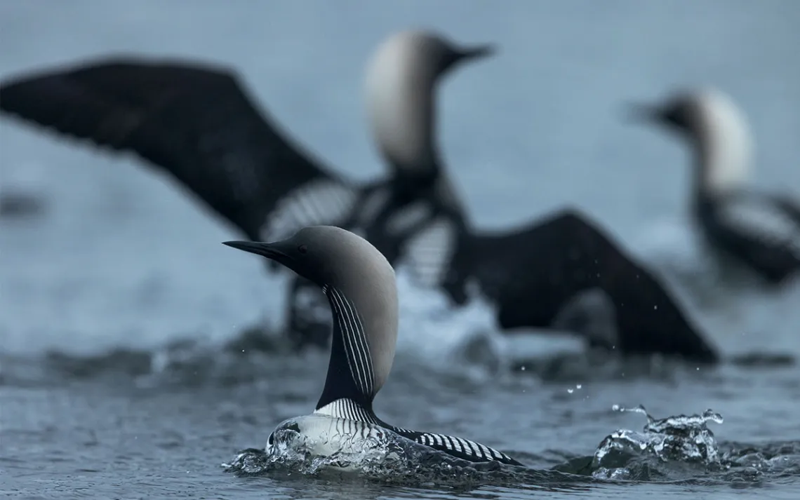 Gray-headed Pacific loons on a pond in the Teshekpuk Lake Special Area