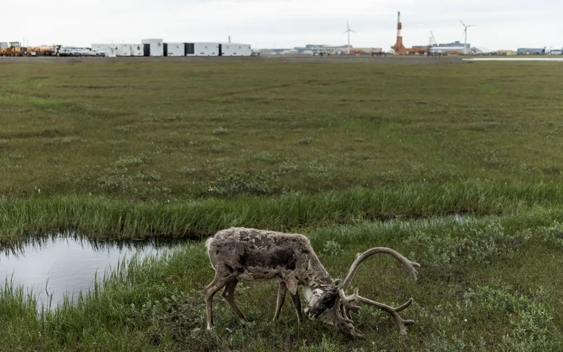 A caribou grazes in front of oilfield infrastructure in Prudhoe Bay.