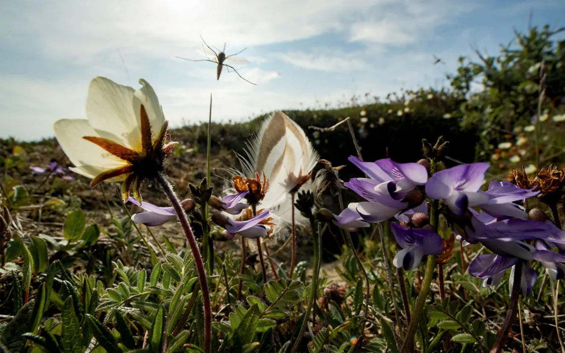 Close-up of a mosquito above wildflowers in the Arctic