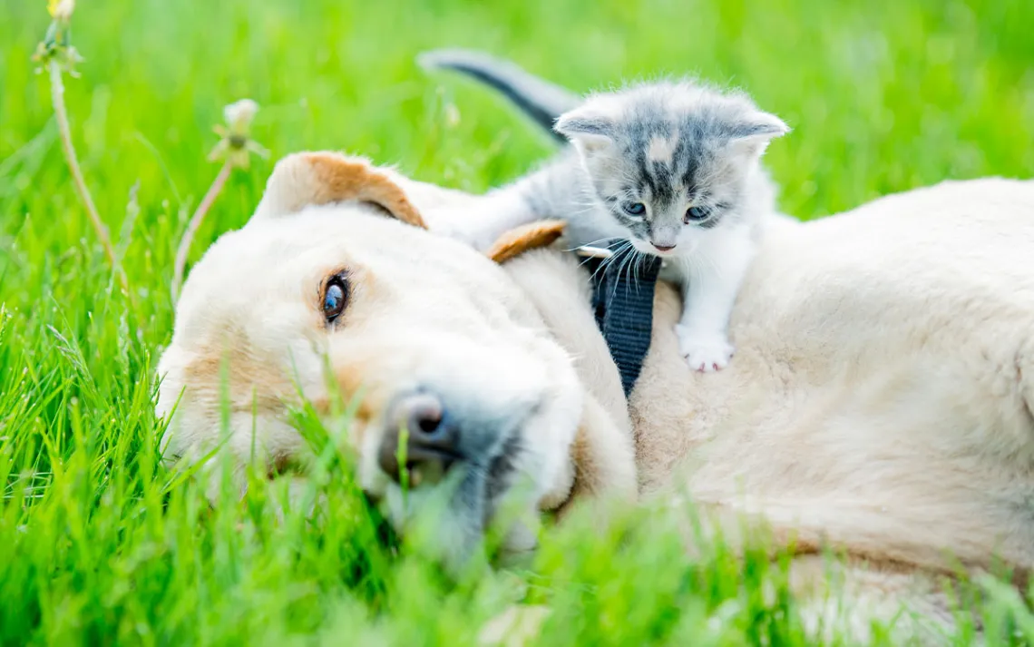 A lab and a kitten lie in the grass