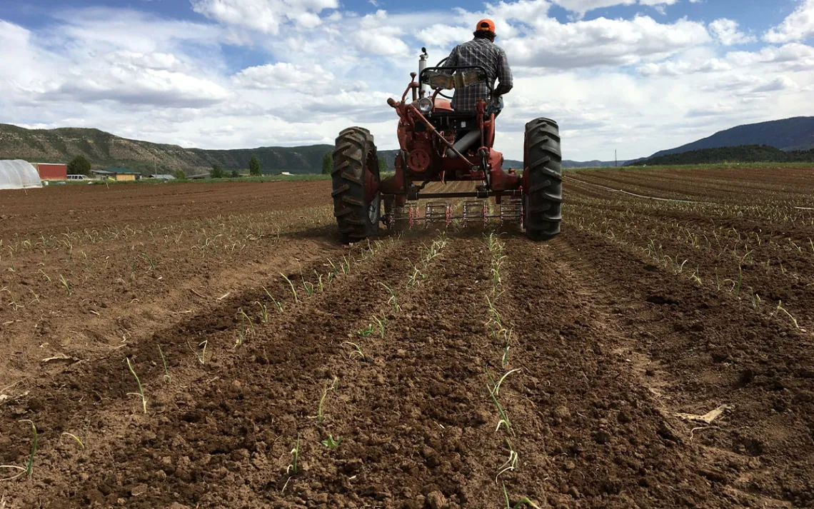 Photo Courtesy of Mountain Roots Produce