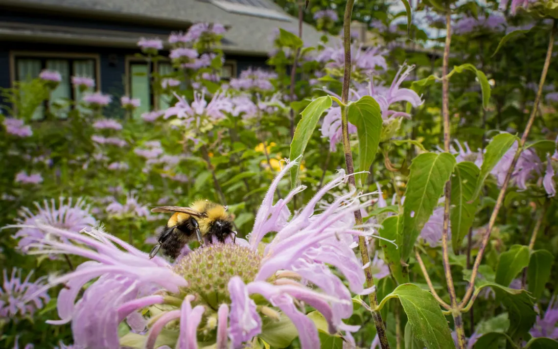 Photo by Anne Readel