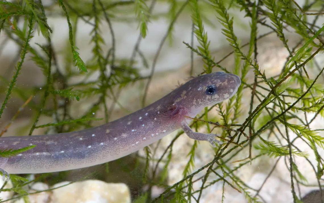 A mauve salamander with external gills, in the water, in front of green plant algae