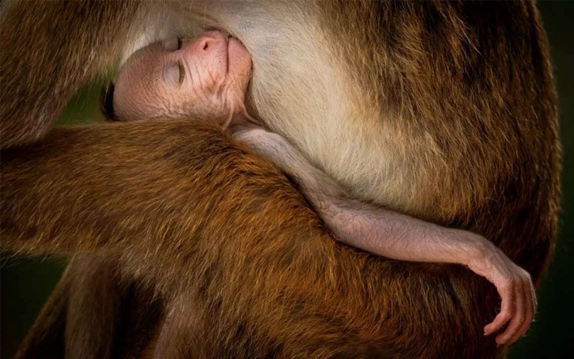 A sleeping baby reddish-orange toque macaque is cradled against its mother. Its right hand is draping down.