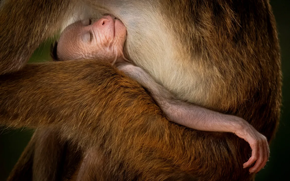 A sleeping baby reddish-orange toque macaque is cradled against its mother. Its right hand is draping down.