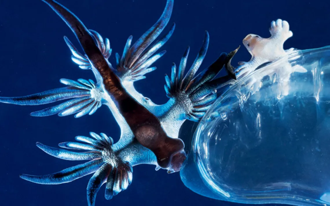 A blue angel feasts on a Portuguese man-of-war.