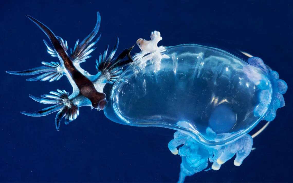 A blue angel feasts on a Portuguese man-of-war.