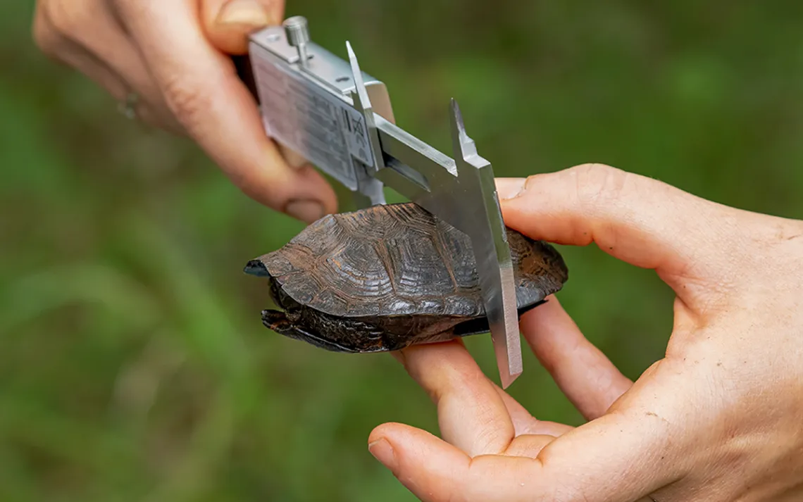 Close-up of a bog turtle inside its shell being measured with a metal tool.