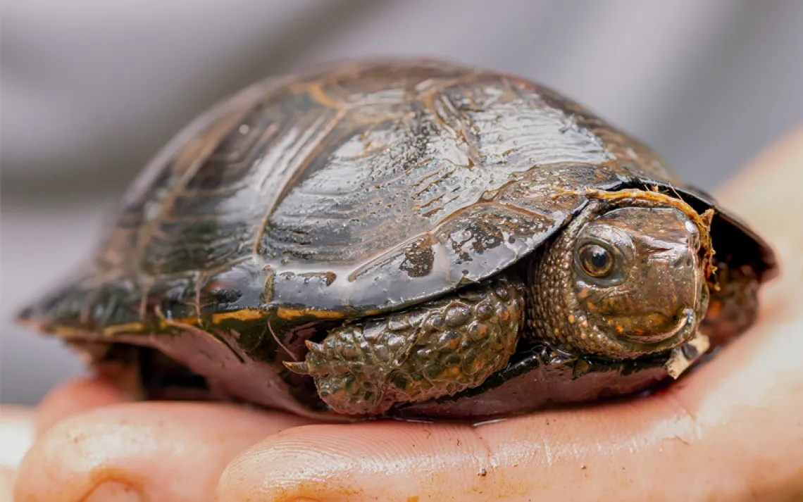 Close-up of a hand holding a small brown bog turtle, which is looking into the camera.