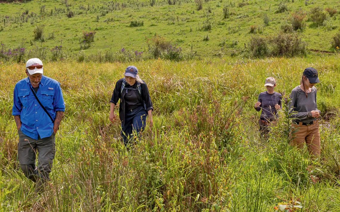 Brian Parr, Hope Killian, Helen Morris, and Emilly Nolan walk through tall grass.