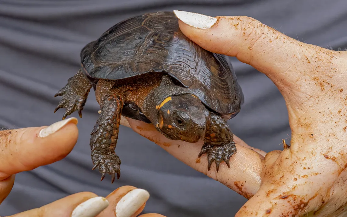 Helen Norris holds a bog turtle in her hand. She's wearing white nail polish.
