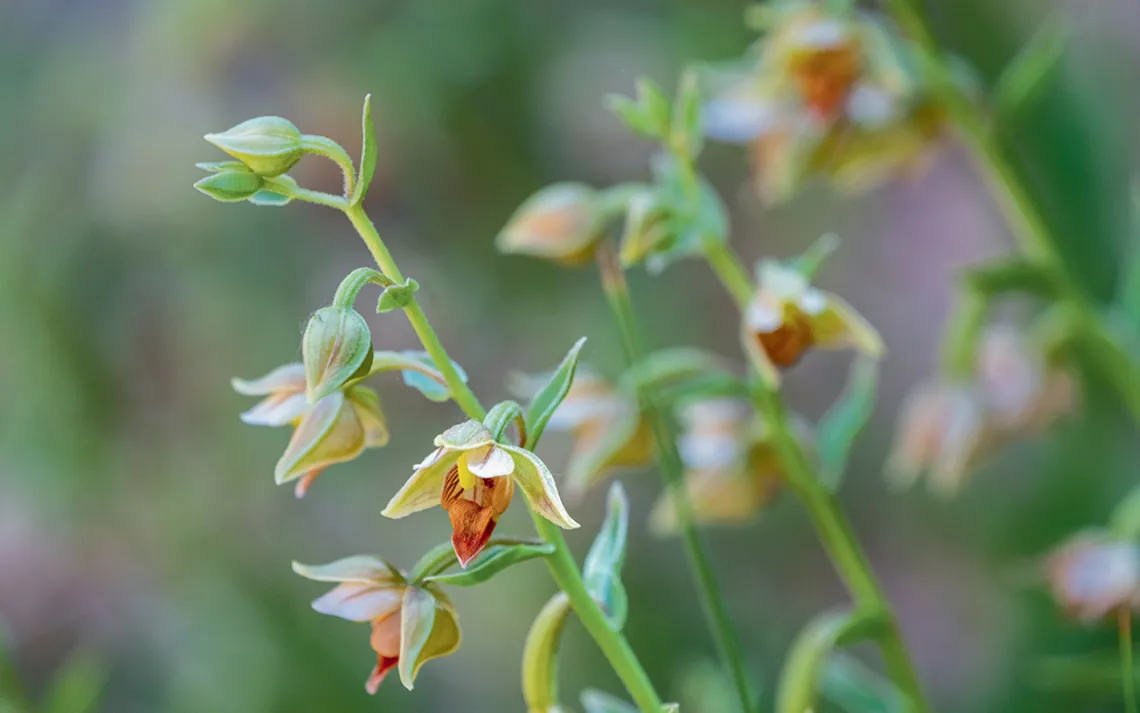 Close-up of delicate peach columbine flowers and stems.