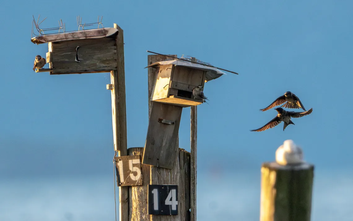Two purple martins are sitting on makeshift wooden bird boxes (labeled 14 and 15) attached to a piling, and two birds are flying nearby against a blue sky.