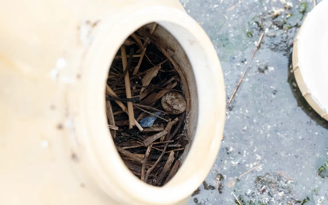 Close-up of a gourd that is full of twigs and nesting materials plus a white egg