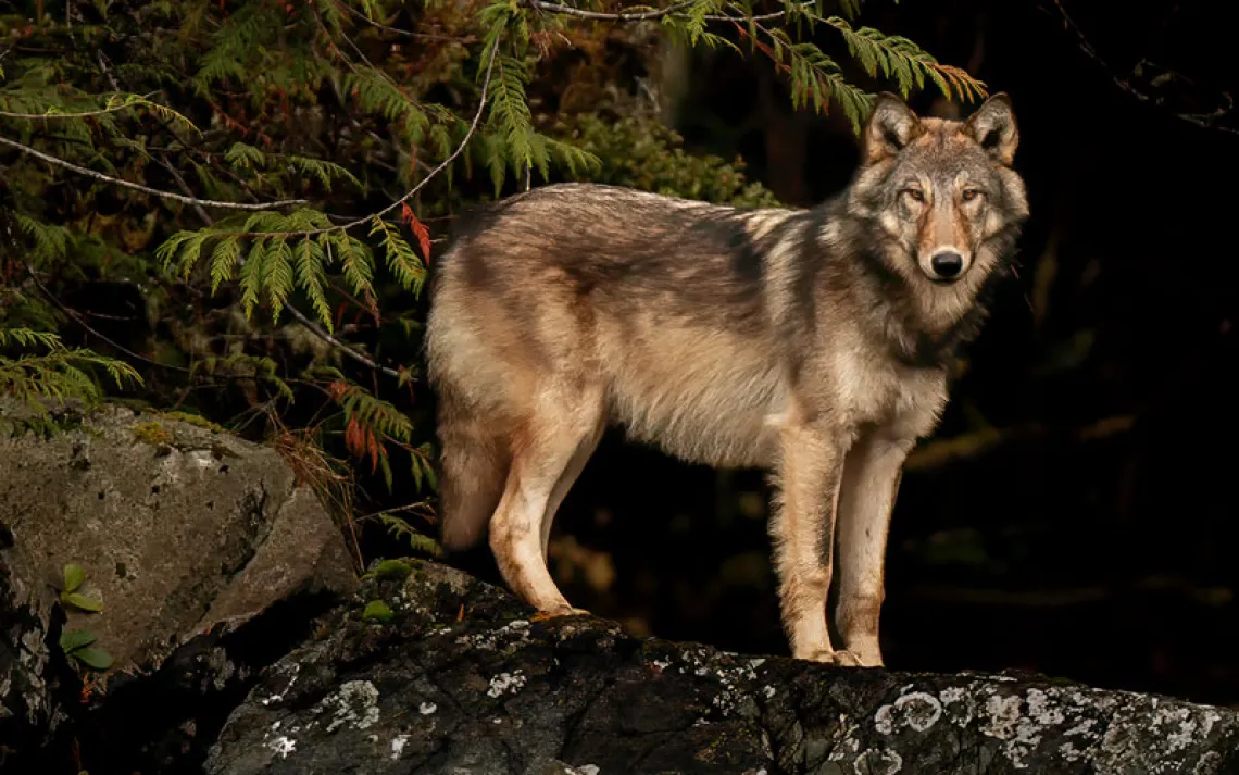 A beige and brown wolf stands on a rock next to a tree at night