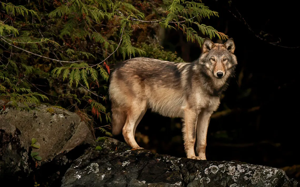 A beige and brown wolf stands on a rock next to a tree at night