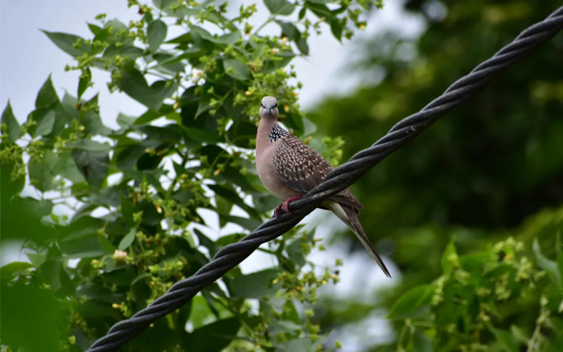 A dove sits on a black metal braided wire next to a tree