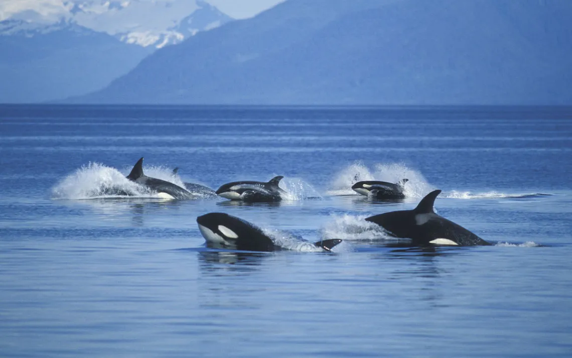 Pod of Killer Whales in Frederick Sound. | Photo by Ron Sanford/Getty Images