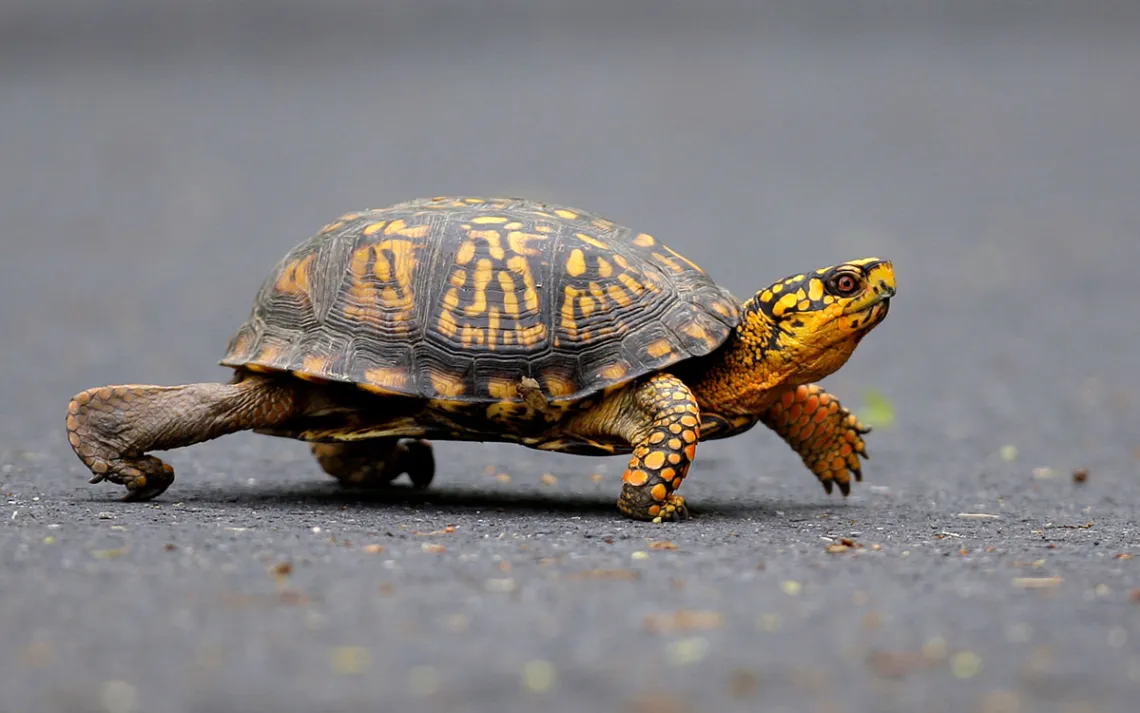 A male Eastern Box Turtle moves across a path at Wildwood Lake Sanctuary in Harrisburg, Penn.