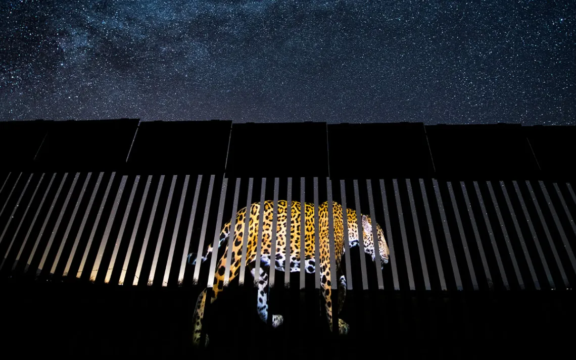 An image of a jaguar is projected onto the border wall at night