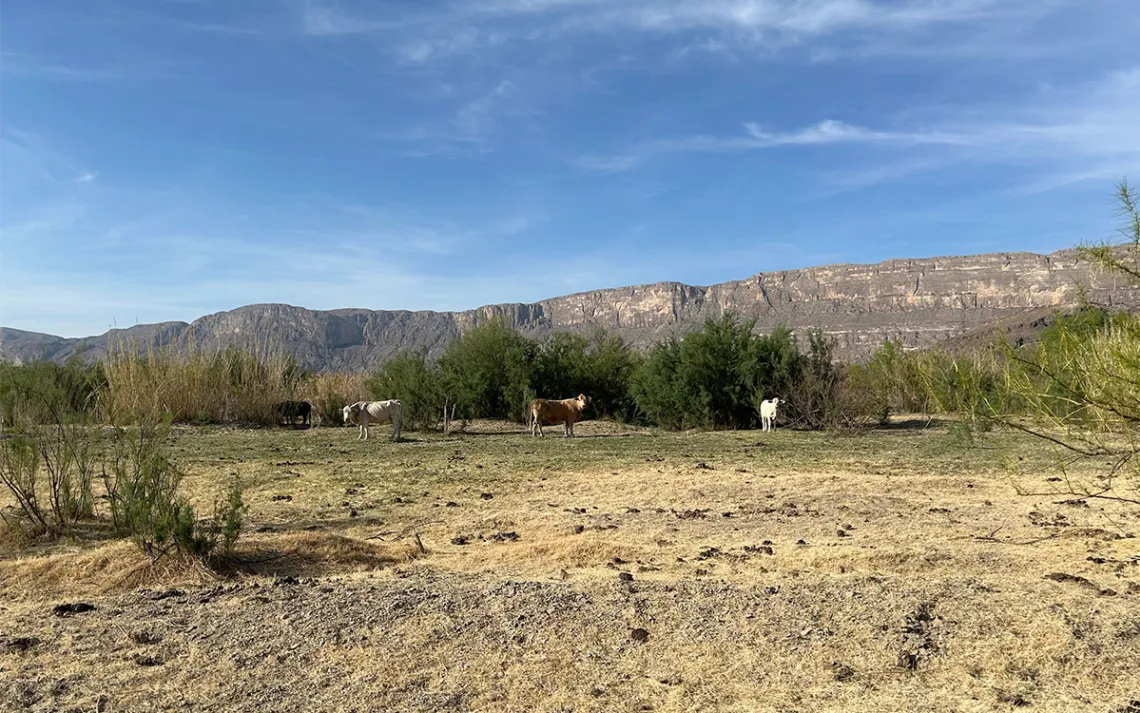 Trespass livestock grazing on the banks of the Rio Grande, near the Cottonwood Campground.
