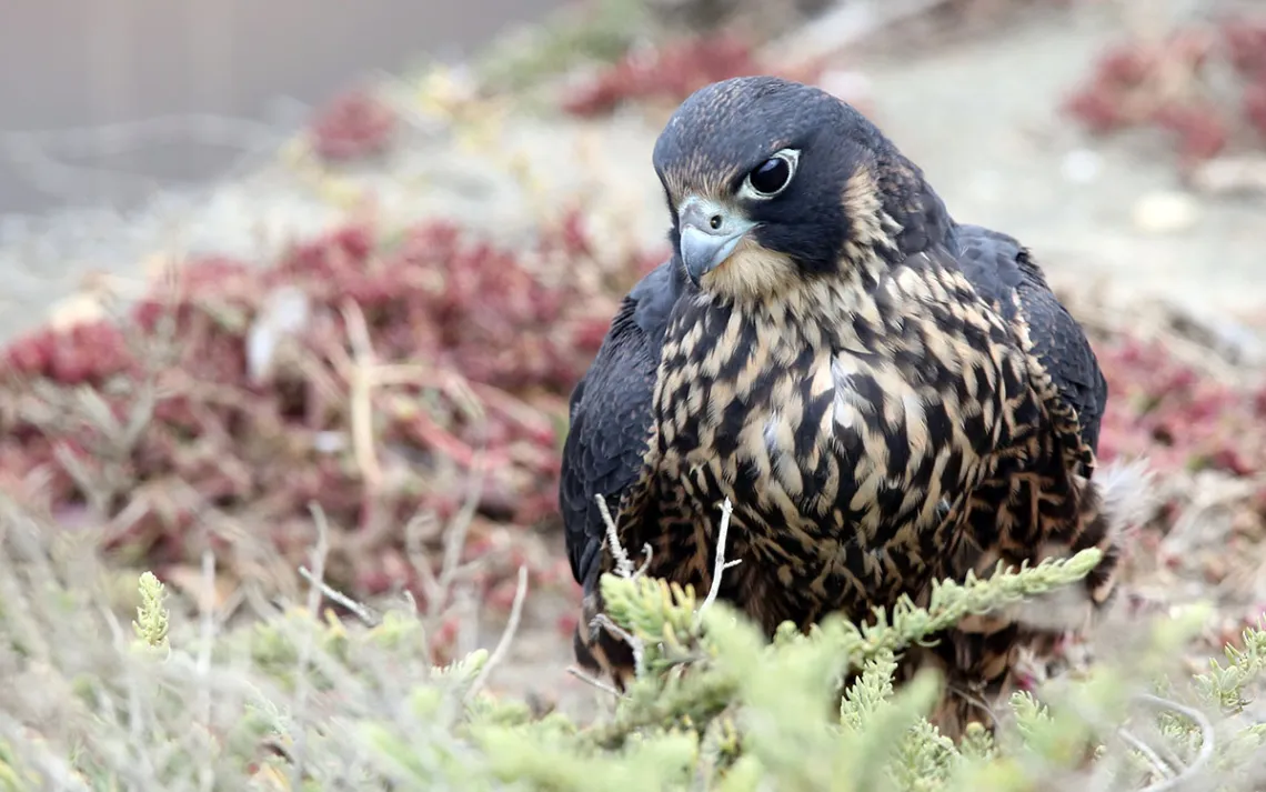 Photo by Maureen P Sullivan/Getty Images