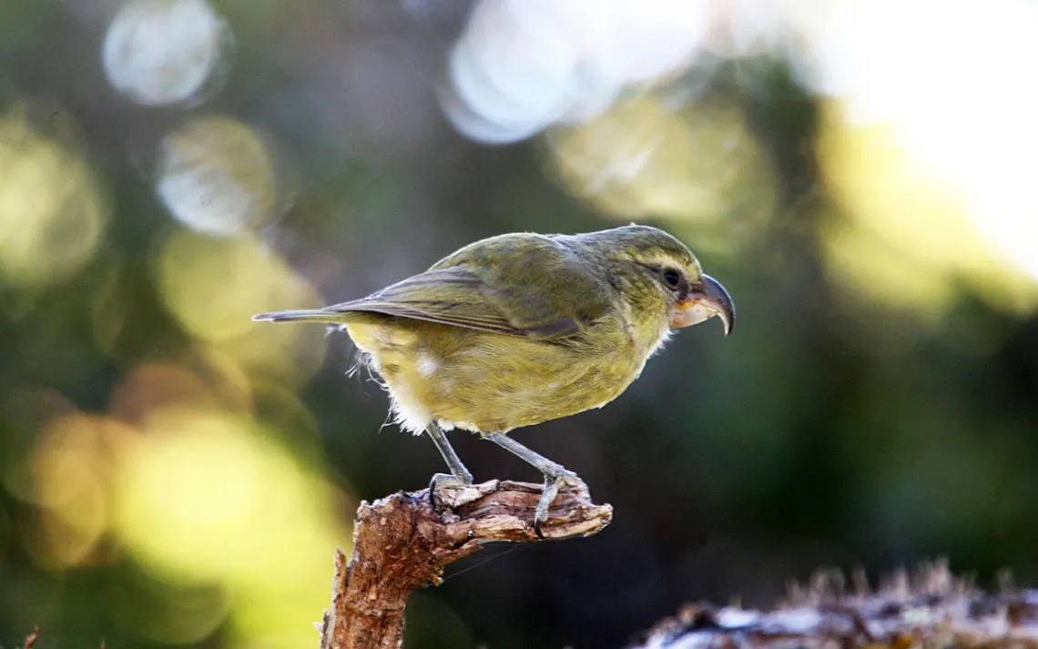 A KIWIKIU rest on a branch