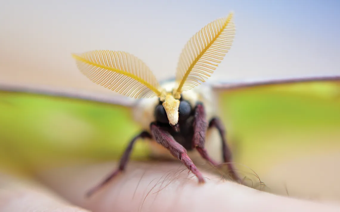 Close-up of a luna moth on a hand. Its face and antennae face the camera.