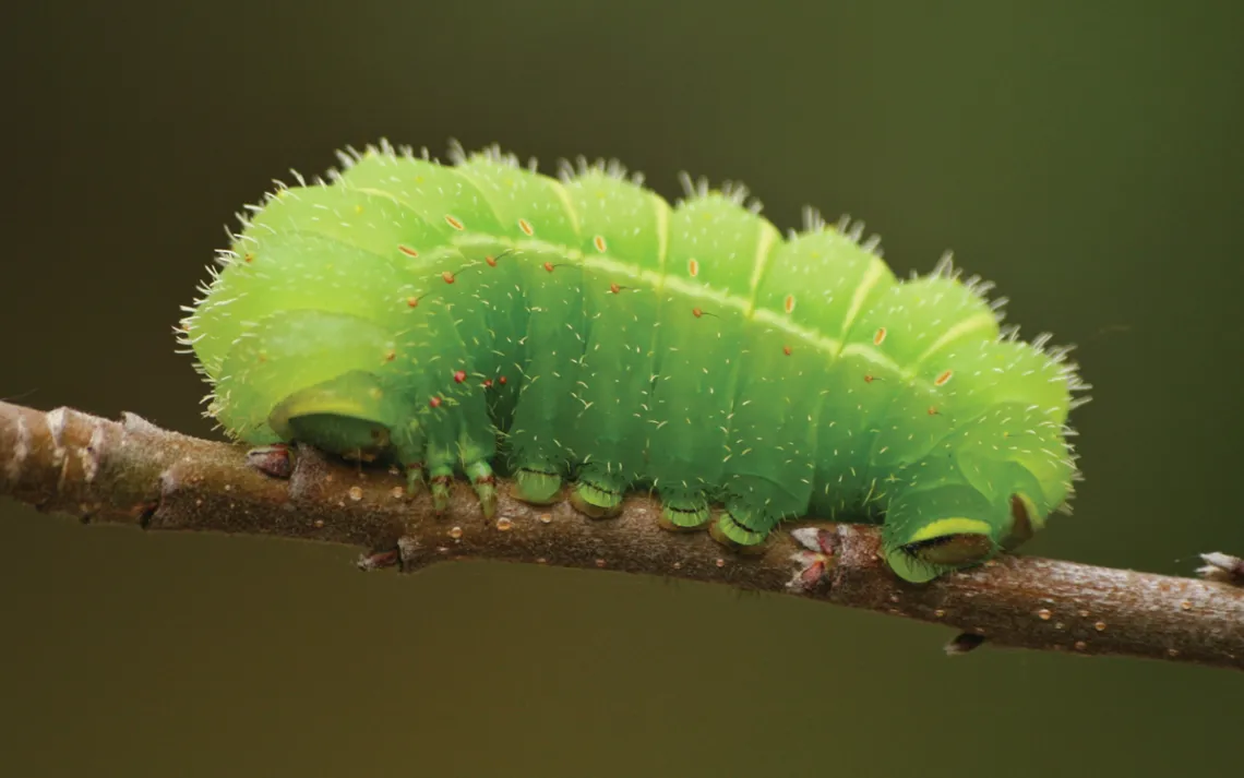A bright-green luna moth caterpillar crawls on a branch.