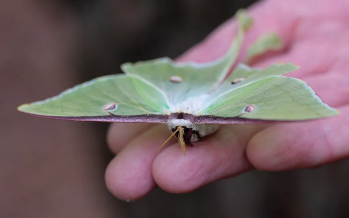 A luna moth sits on the palm of a hand.