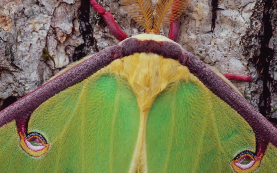Close-up of the top of a luna moth on a tree.