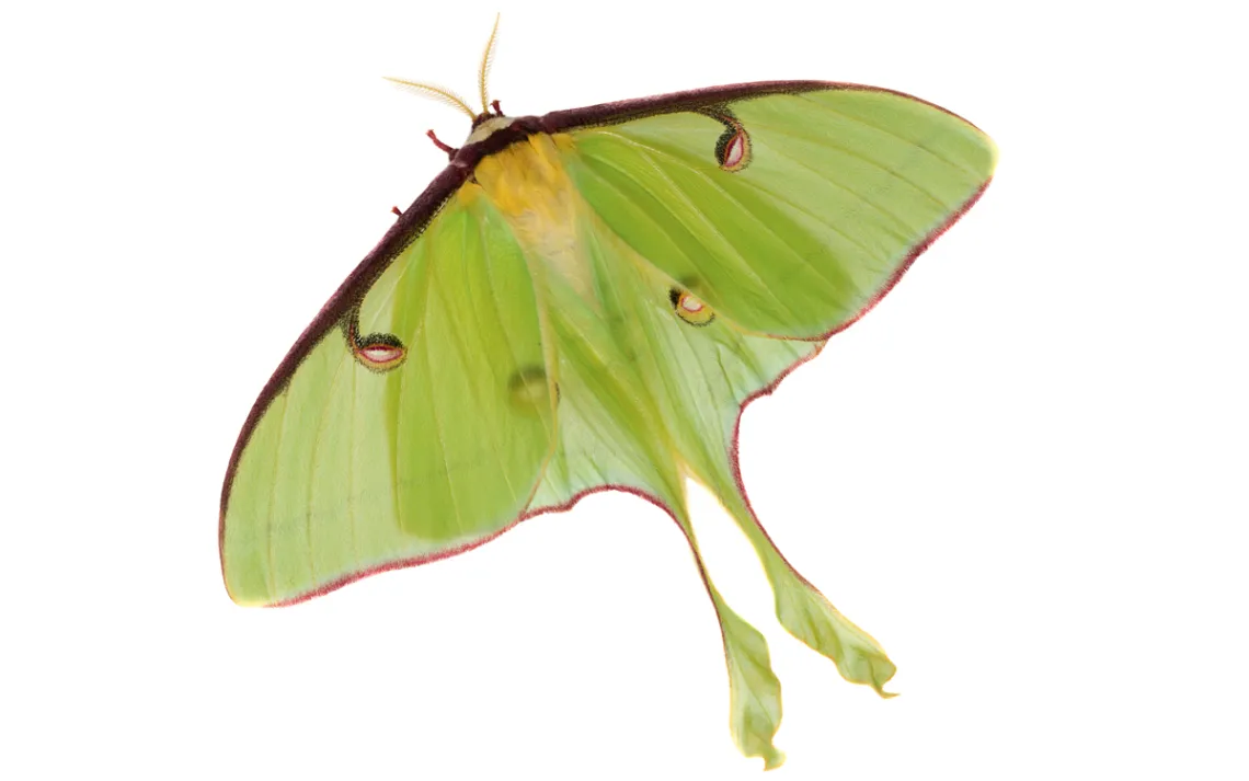 Close-up of a green, red, and yellow luna moth.