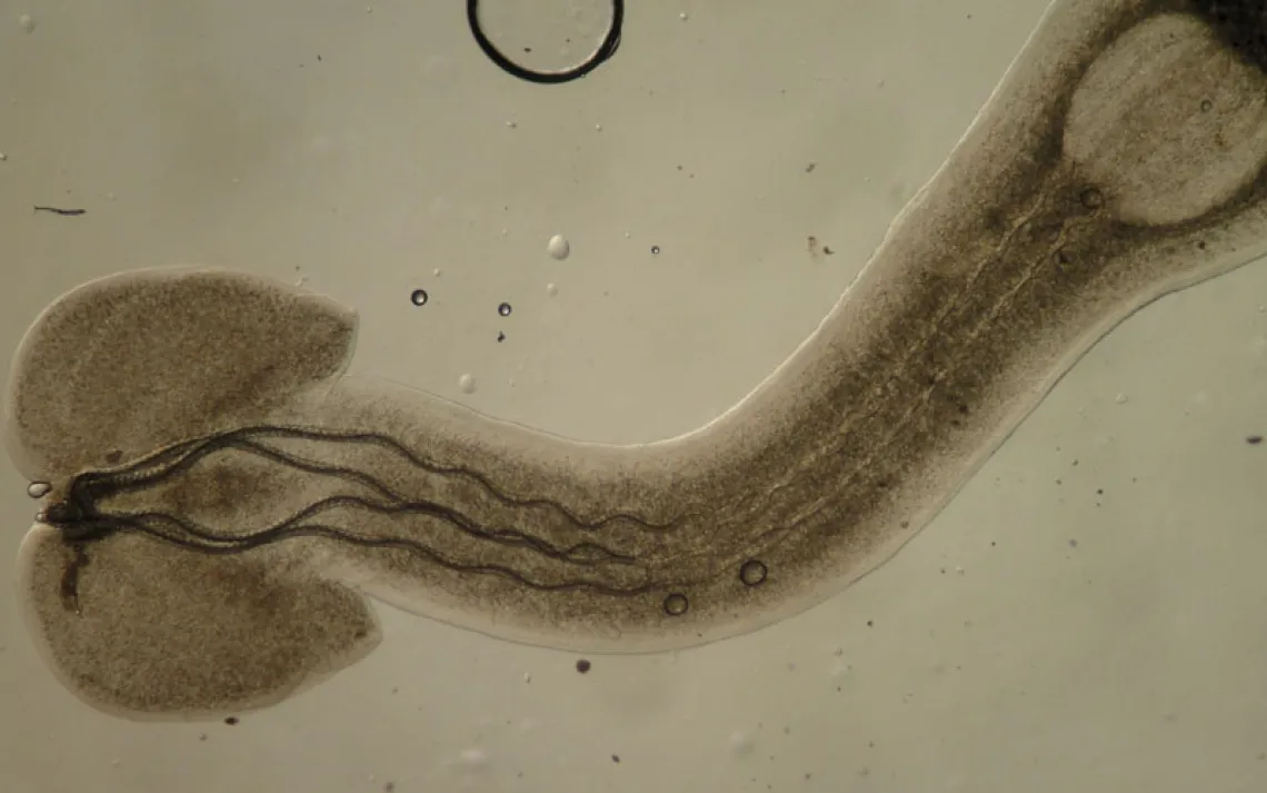 Close-up photo of a trypanorhynch tapeworm with its four tentacles
