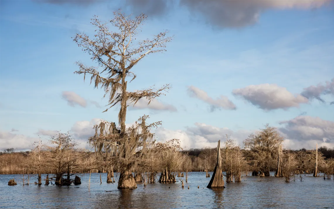 Cypress trees and trunks poke out of the Dead Lakes with clouds and blue sky above.