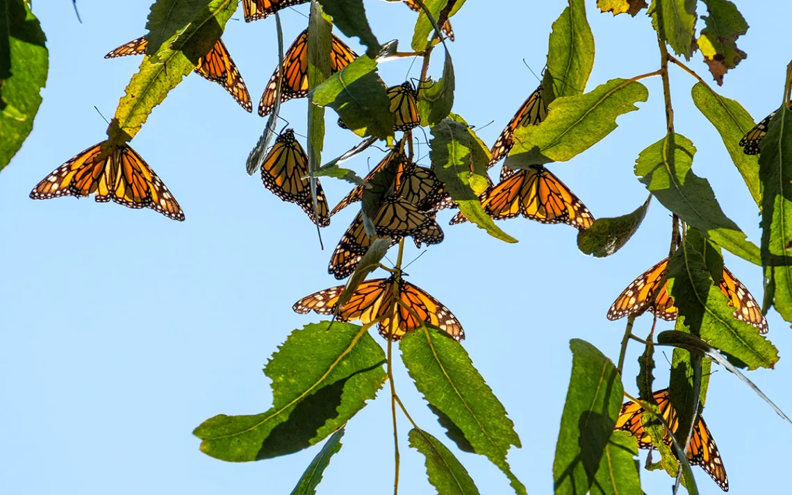 Bright orange, yellow, and black monarch butterflies perch on green leafy branches.