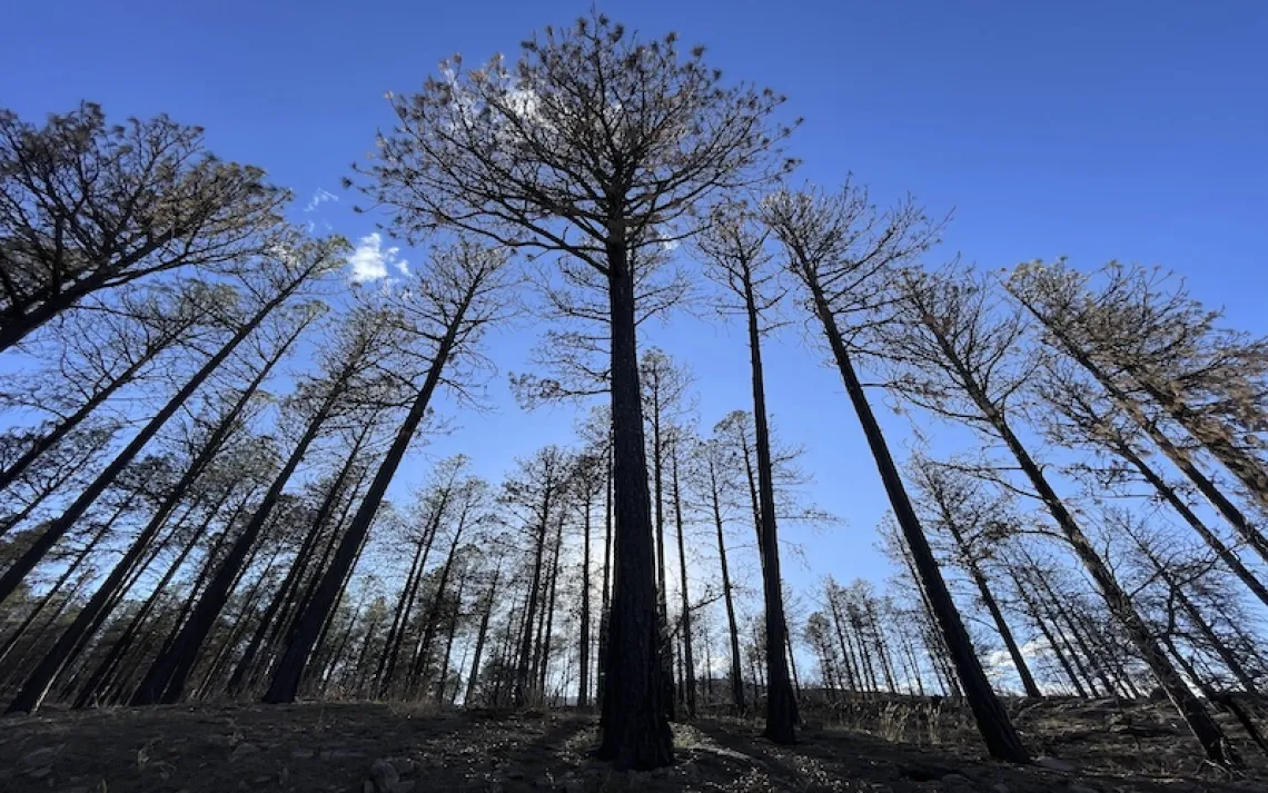 This April 12, 2023 image shows burned trees in the mountains near Las Vegas, New Mexico, a year after prescribed burn operations by the U.S. Forest Service sparked the Calf Canyon/Hermits Peak Fire.