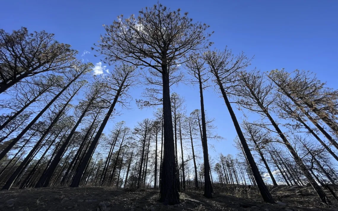 This April 12, 2023 image shows burned trees in the mountains near Las Vegas, New Mexico, a year after prescribed burn operations by the U.S. Forest Service sparked the Calf Canyon/Hermits Peak Fire.