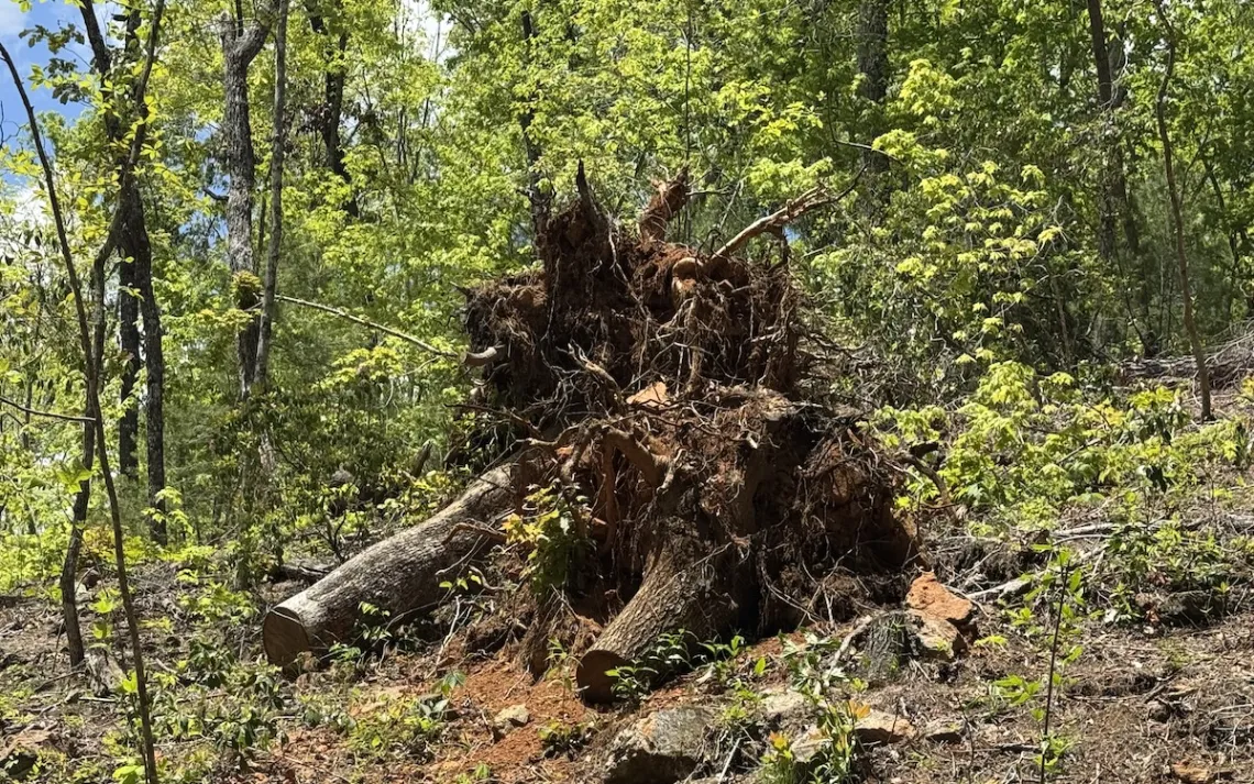 Two Helene-toppled tree remnants on the campus of the NC Arboretum showing typical complete root ball upheaval