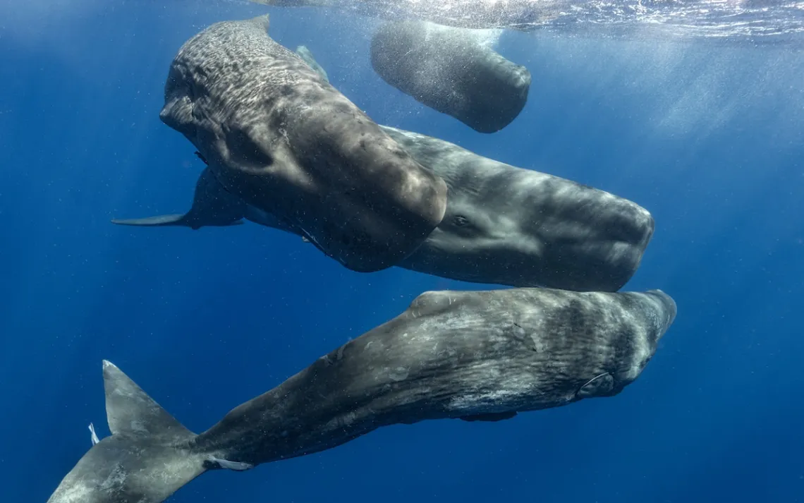 A pod of sperm whale congregates near the surface of the sea.