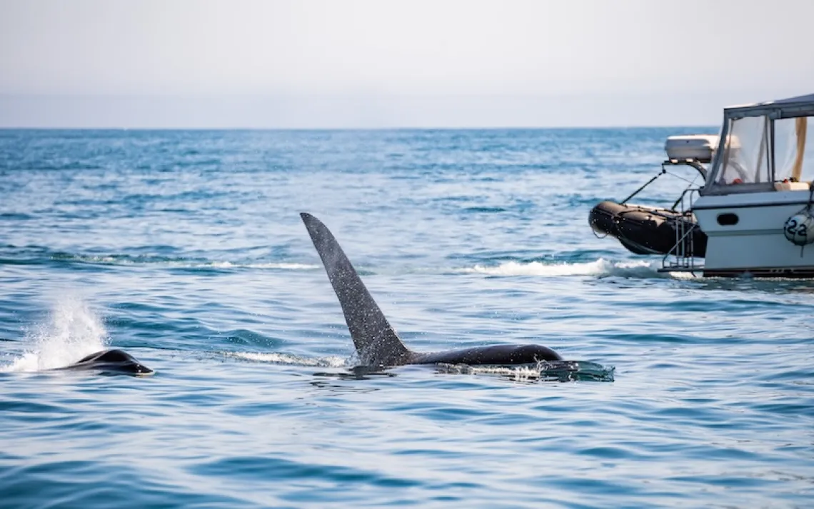 An orca dorsal fin pierces the surface of the water as a tug boat lingers in the background.