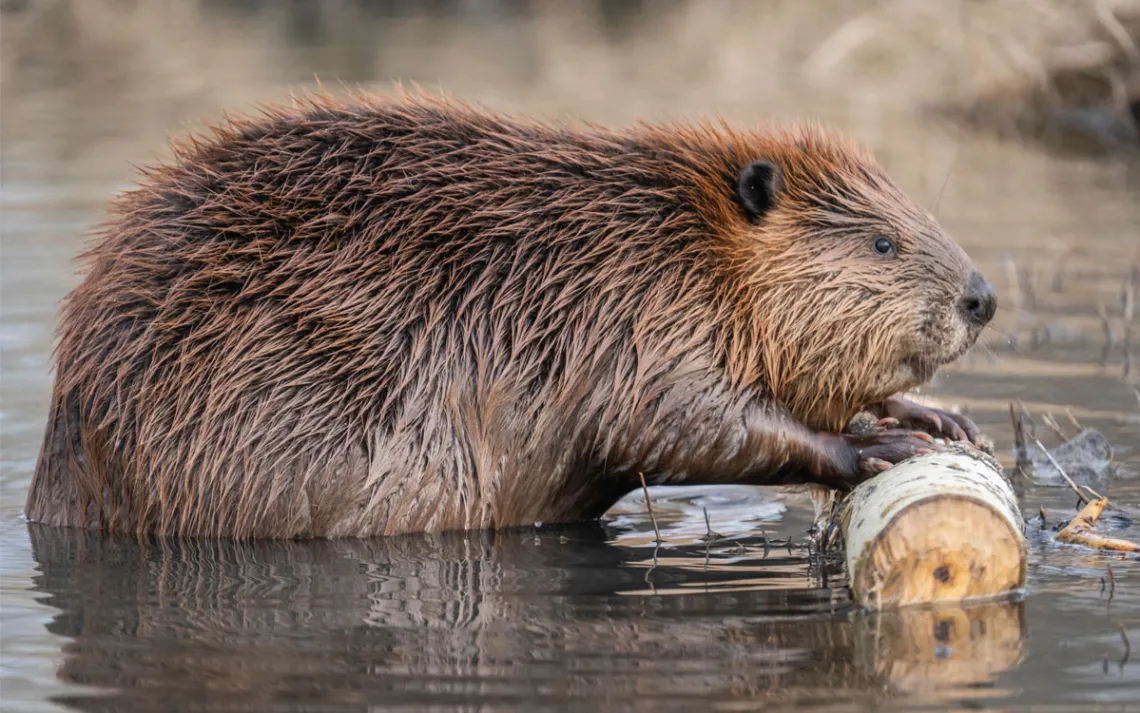 A beaver in profile pushing a branch out of the water