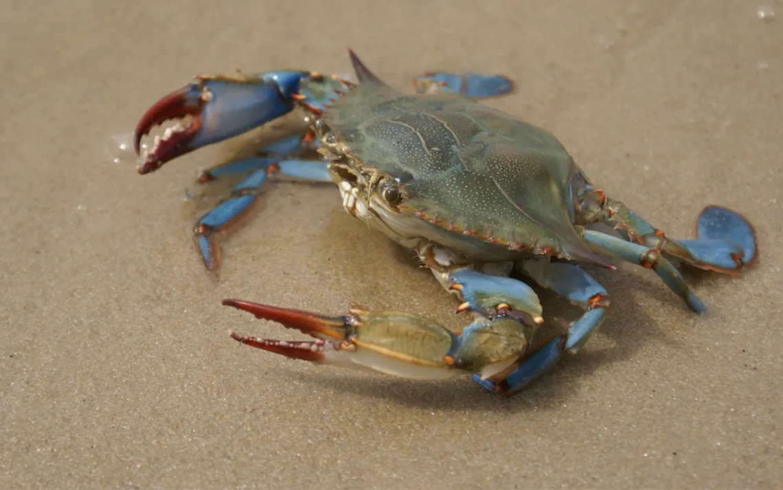 A blue crab scuttles in shallow water on the shore.