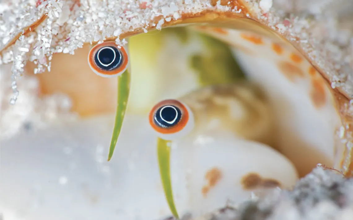 Close-up of a conch's two orange, black, and white eyes poking out of a shell.