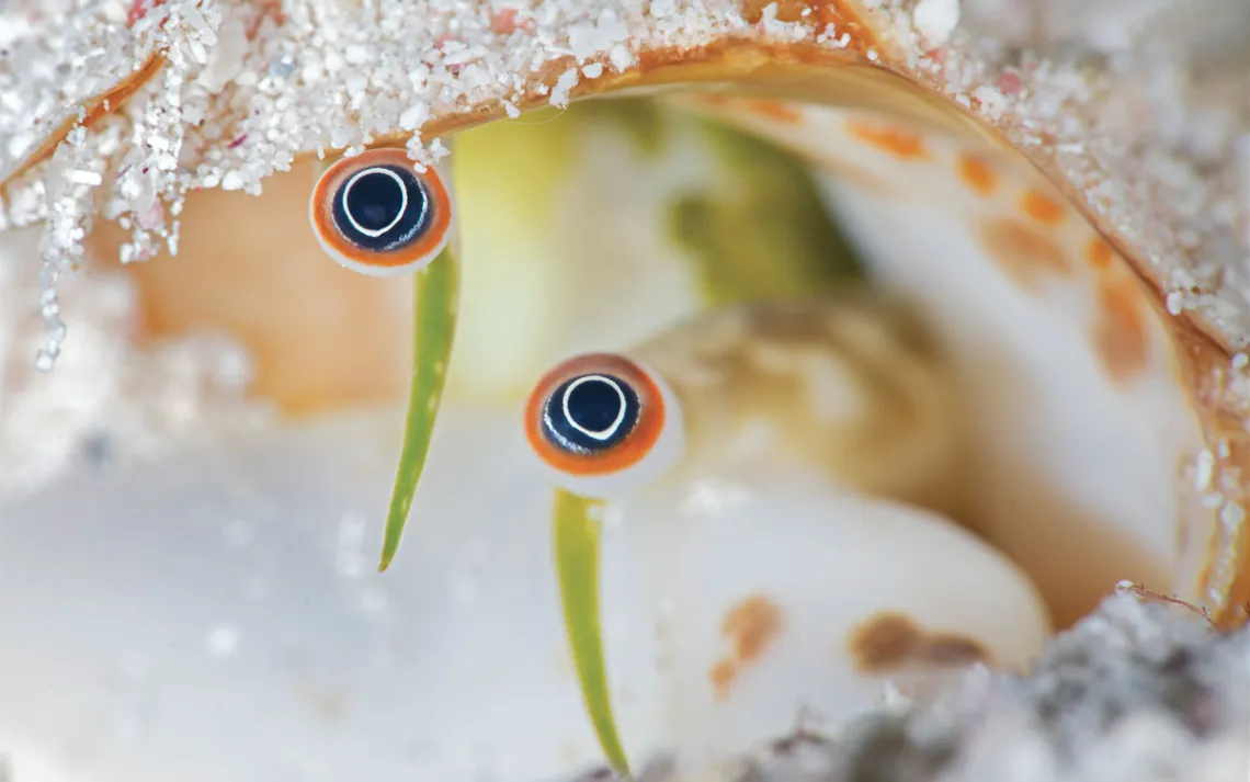 Close-up of a conch's two orange, black, and white eyes poking out of a shell.