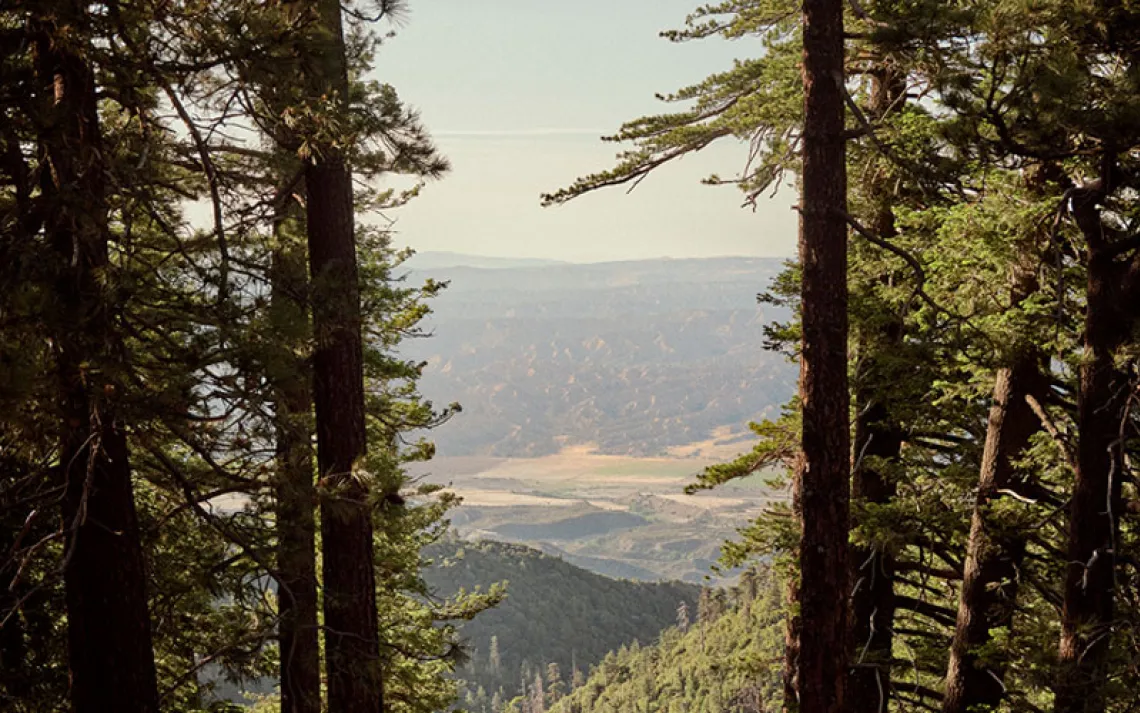 View in between trees looking down from Pine Mountain near Ojai, California