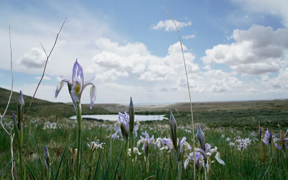 Purple irises in a grassy field with a small pond in the background.