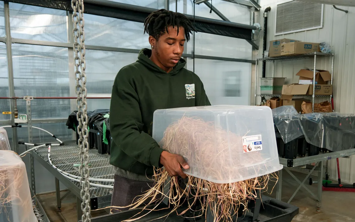 Yalone Woodruff holds the bottom of a large plastic tub as he dumps a mass of dried grass onto a tray in the greenhouse.