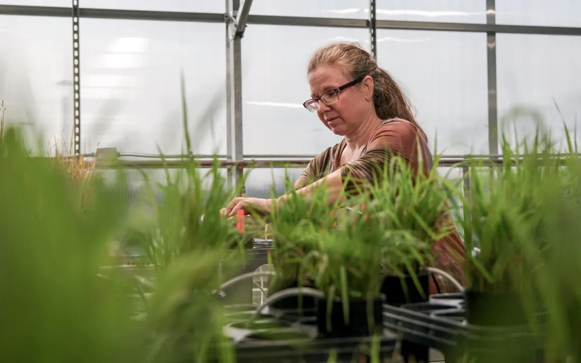  Terra Lubin works on a potting bench inside a greenhouse, with pots of grass in the foreground.